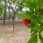 Italian Experience-villa Rosso Corbezzolo